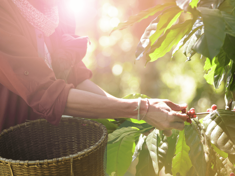 Coffee plant being harvested.