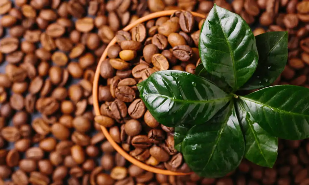 A close-up of a plant and coffee beans