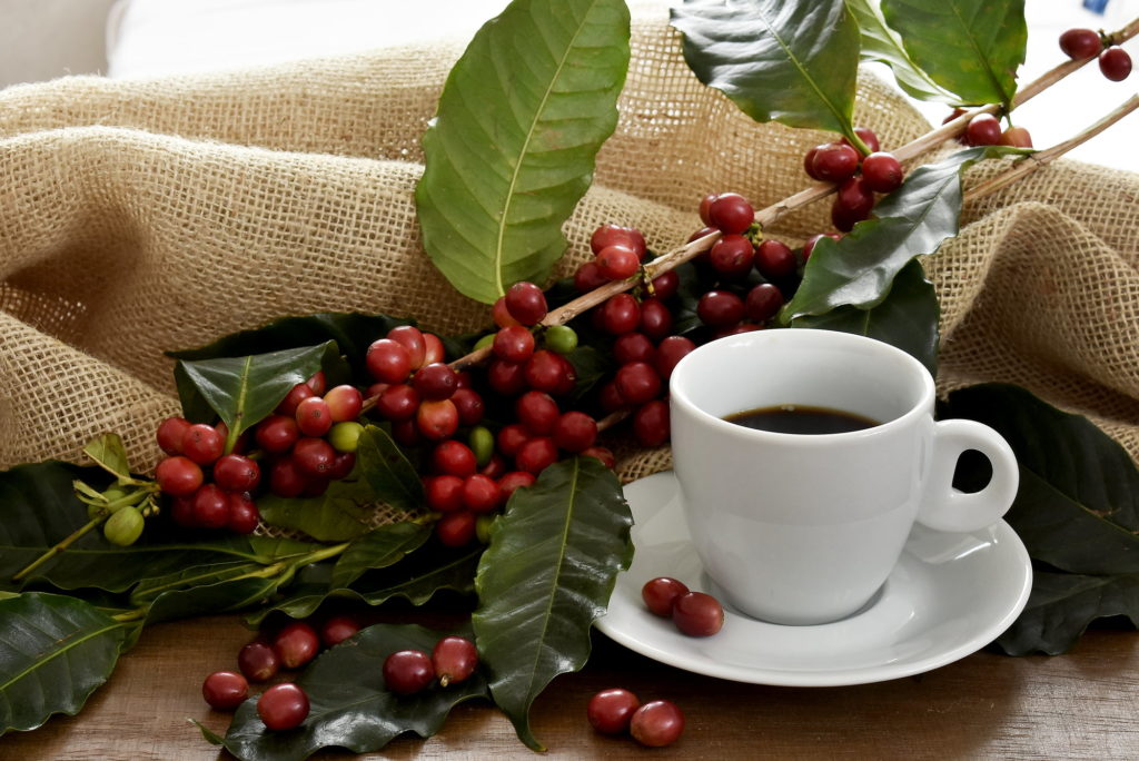 What is coffee fruit?