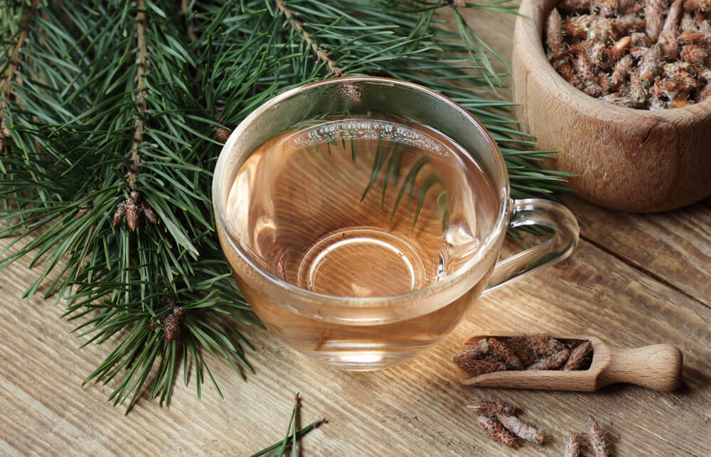 benefits-of-pine-needle-tea