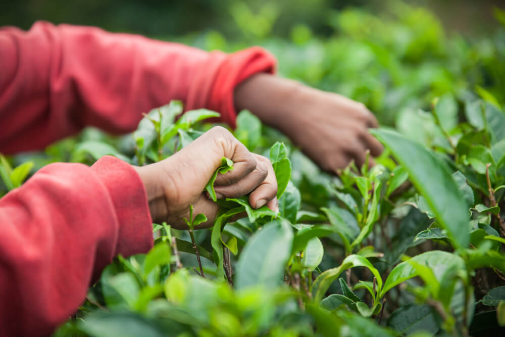 a woman carefully plucking tea leaves