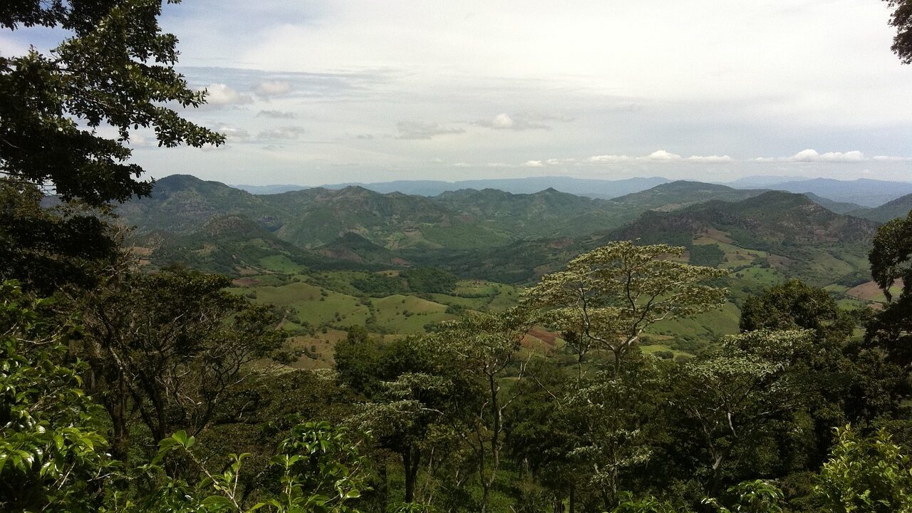 Nicaragua is the major producer of Maragogype coffee