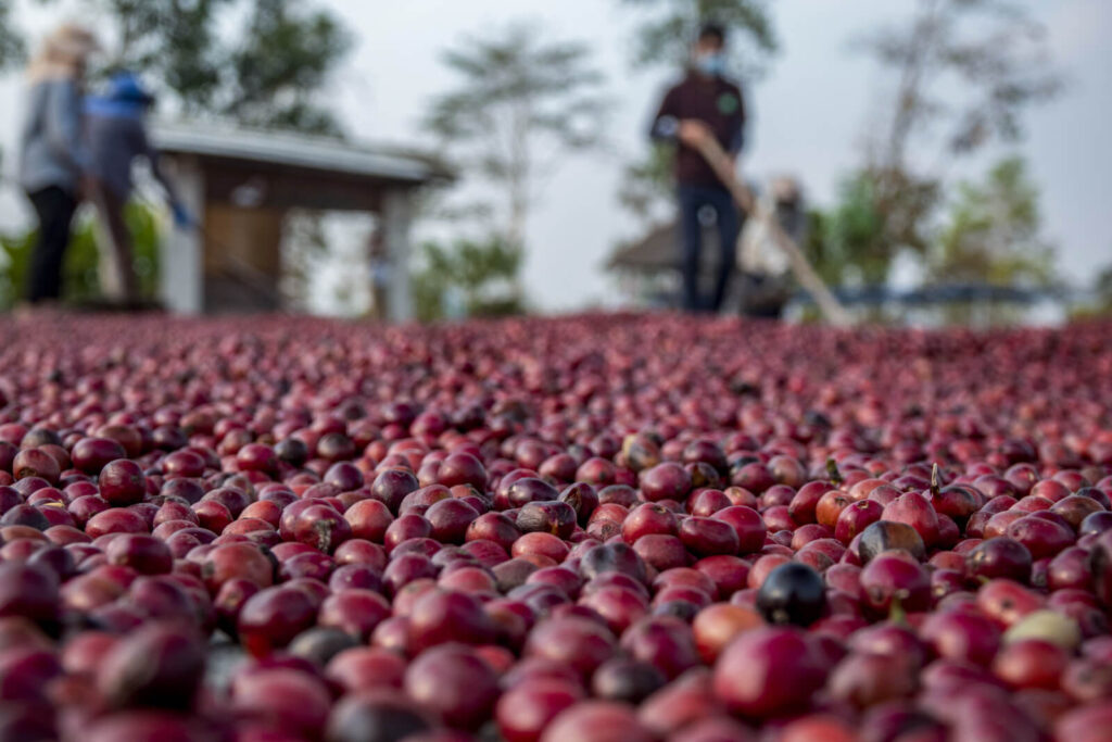 drying coffee cherries under the sun