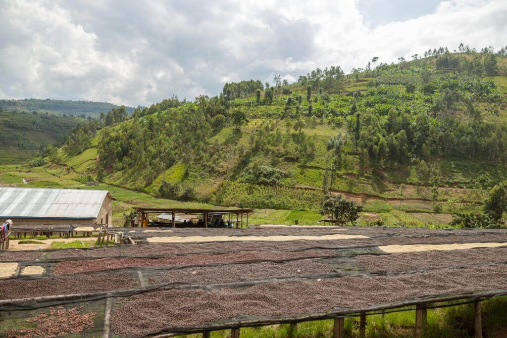 Best Organic Coffee Brands To Look For