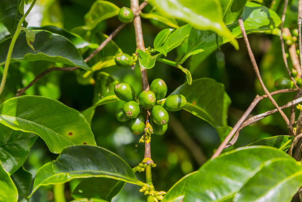 raw coffee beans