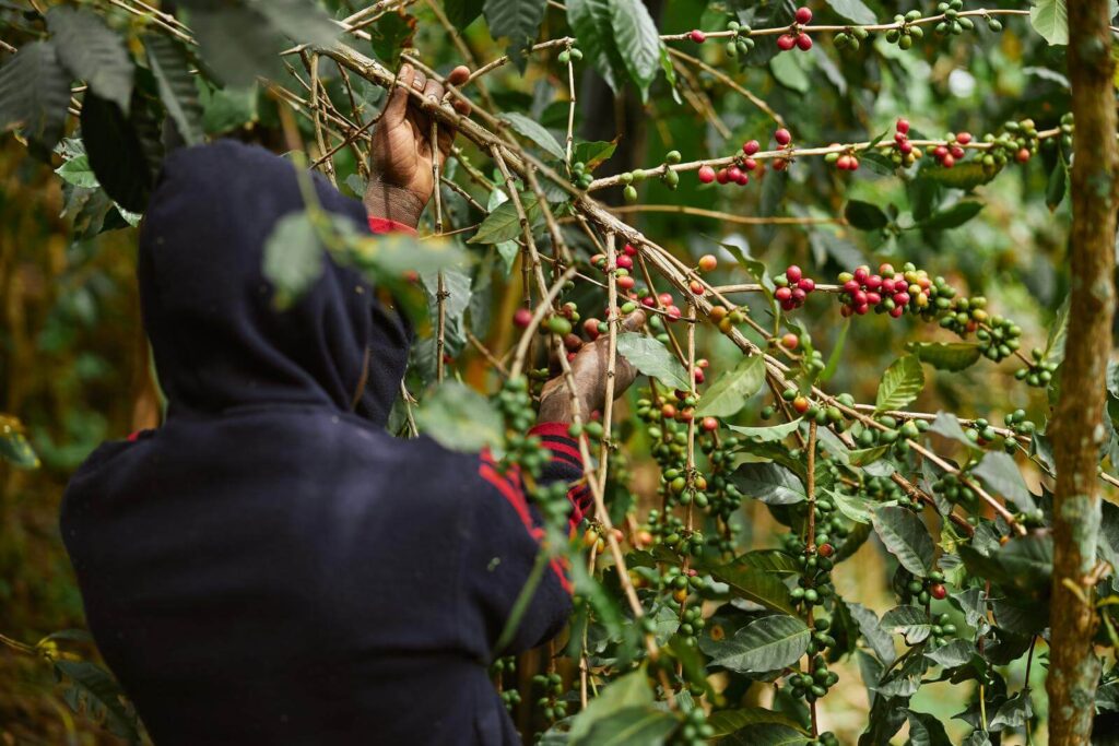 African worker is gathering coffee beans on a plantation in bushy wood