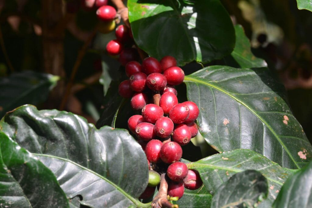 Colombian vs. Ethiopian coffee