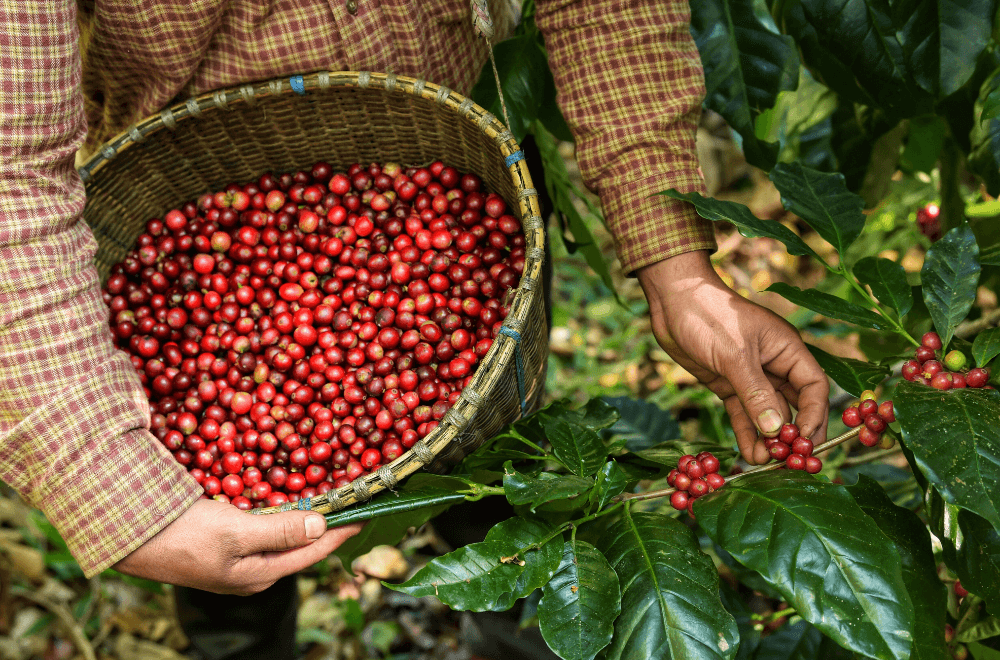 Man harvesting coffee