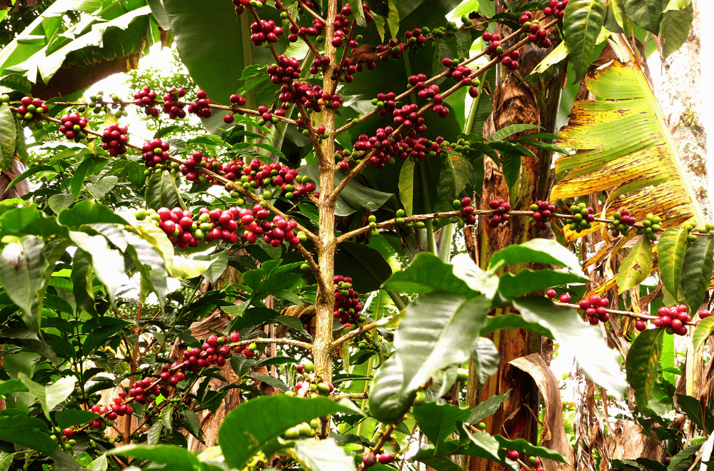 Coffee grown in forest