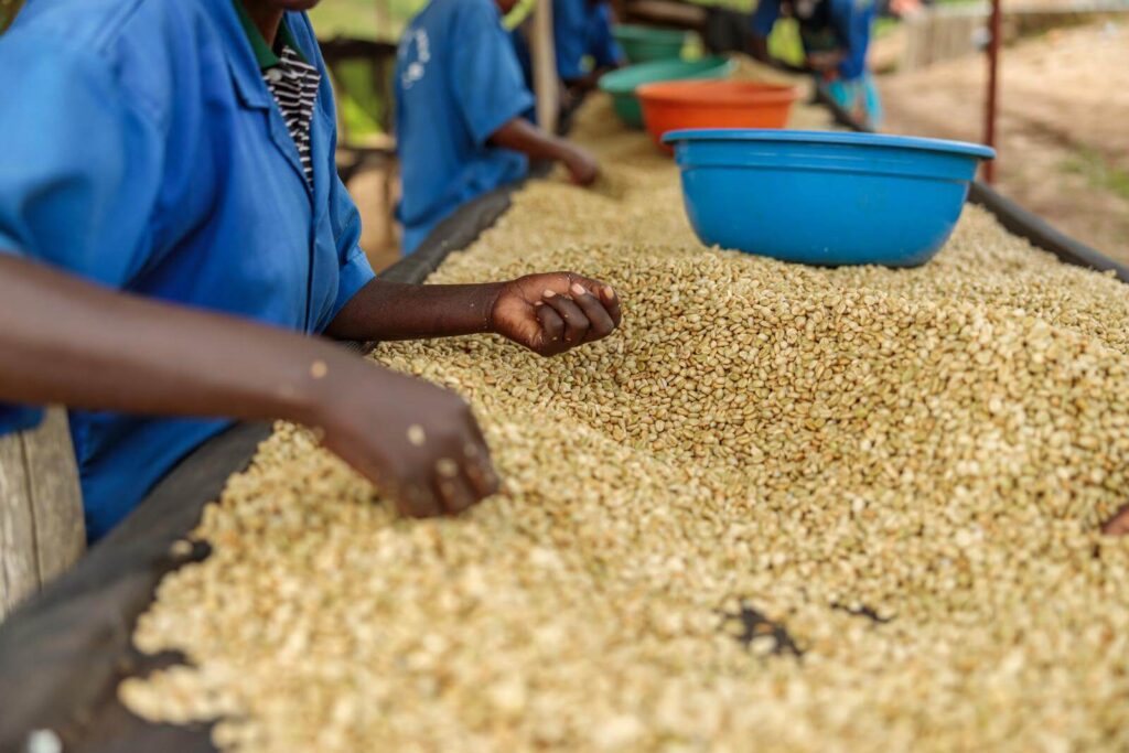 Female hands taking coffee beans and sorting them