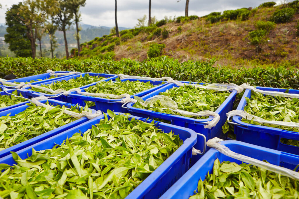Leaves of tea in boxes