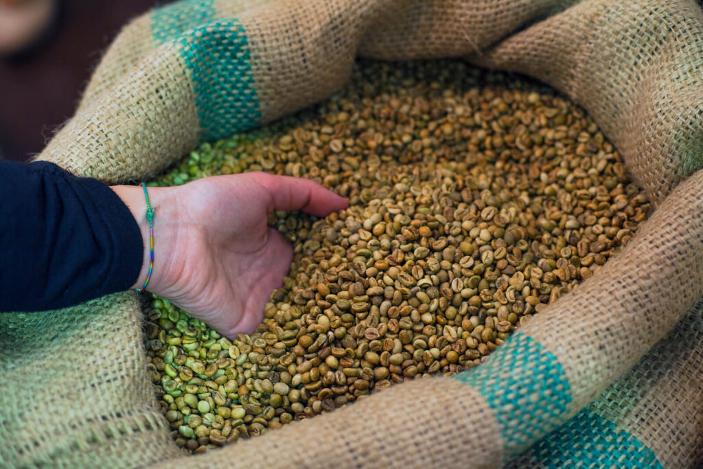 Hand touching coffee beans inside the jute bag