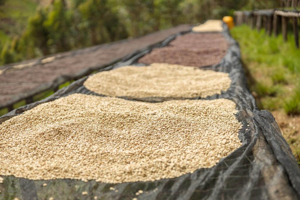 Sorted coffee beans on drying tables at the farm