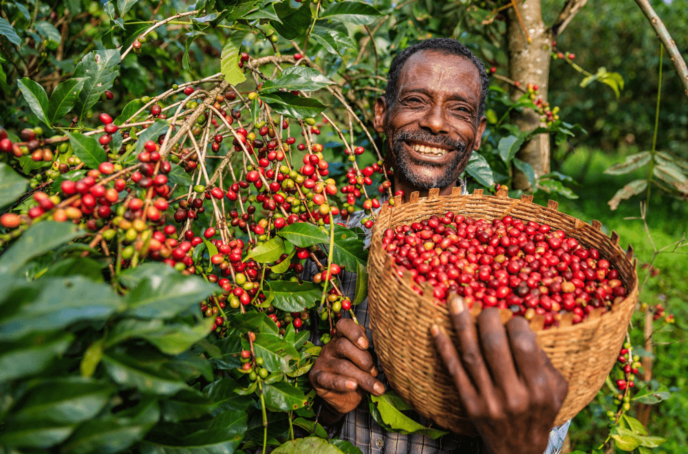 African man collecting coffee cherries