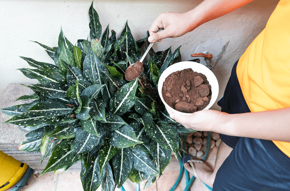 A person applying used  coffee ground powder as natural plant fertilizer on potted plants