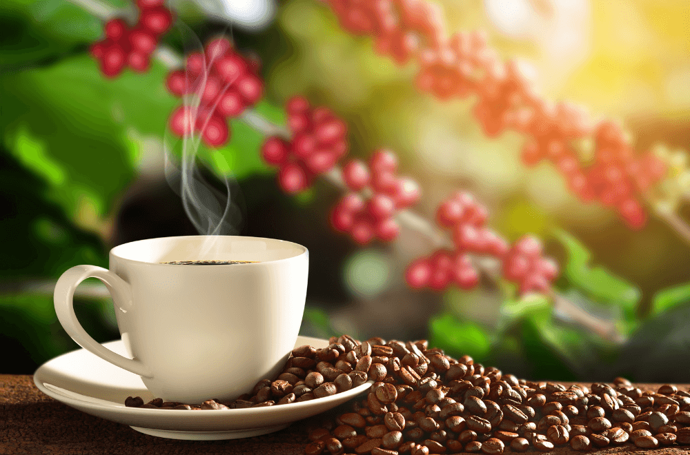 What do coffee beans grow on?