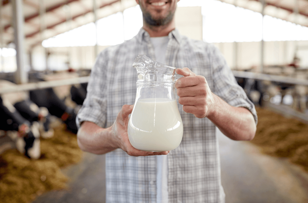 Farmer with cow milk on a dairy farm
