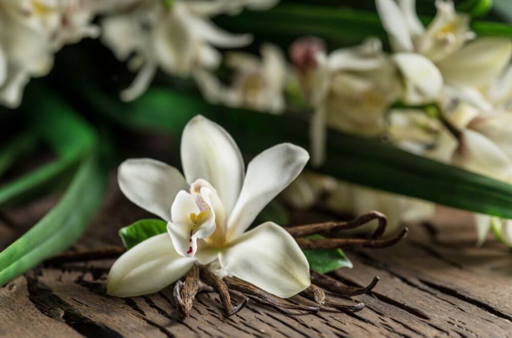 Dried vanilla sticks and vanilla orchid