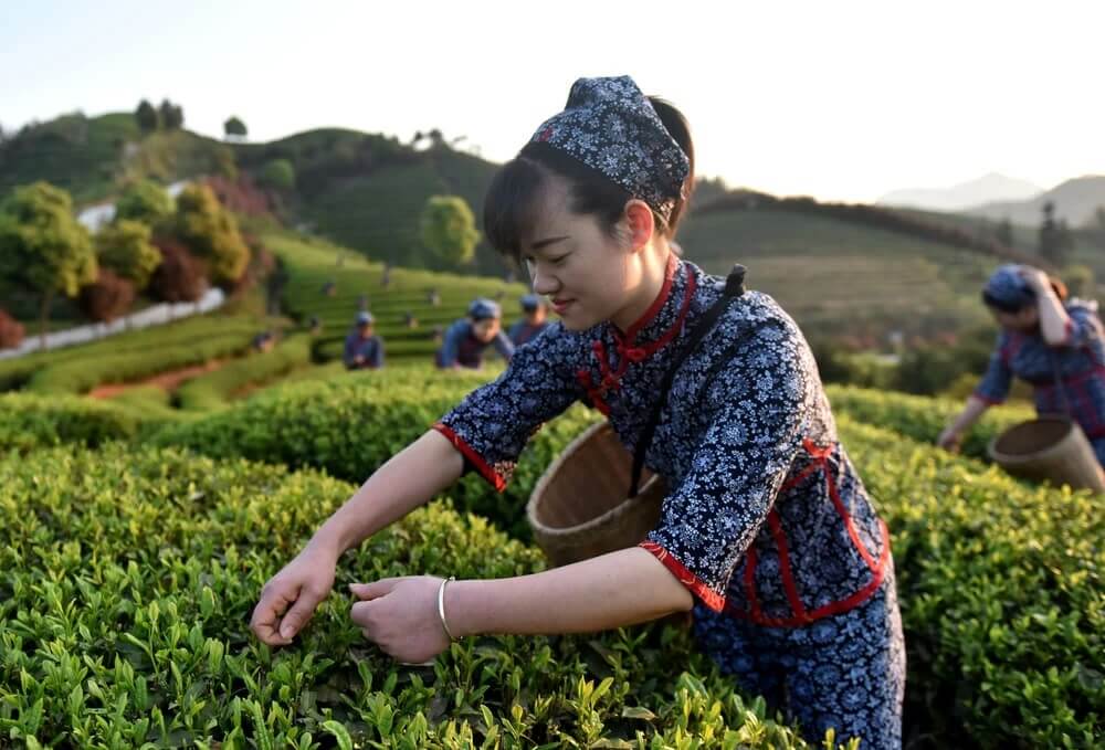 many women harvesting from the fields