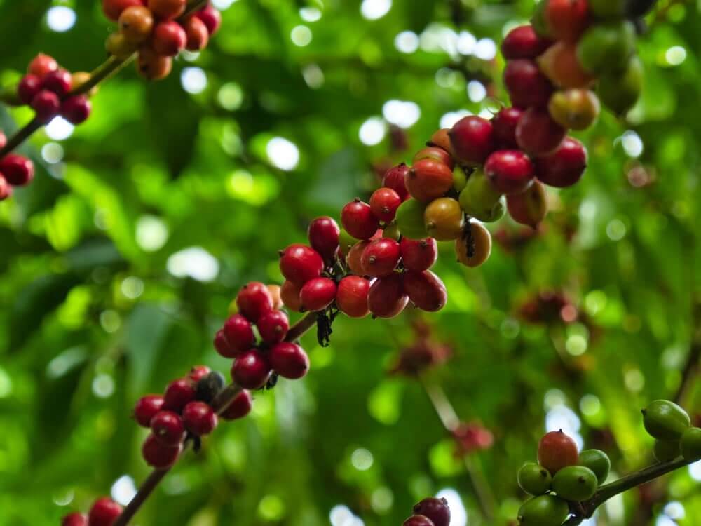 What Does Kona Coffee Taste Like