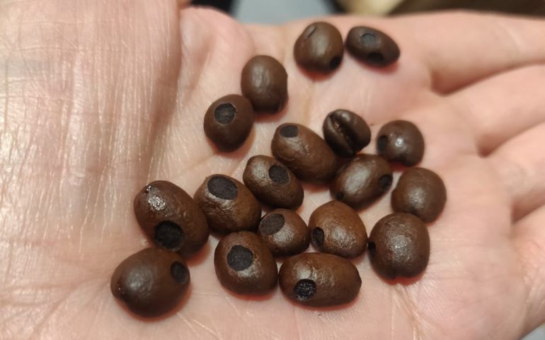 coffee beans with holes