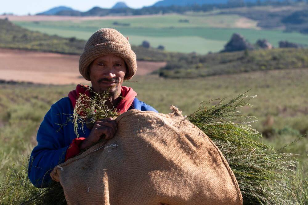 Rooibos tea cutter in field during harvest