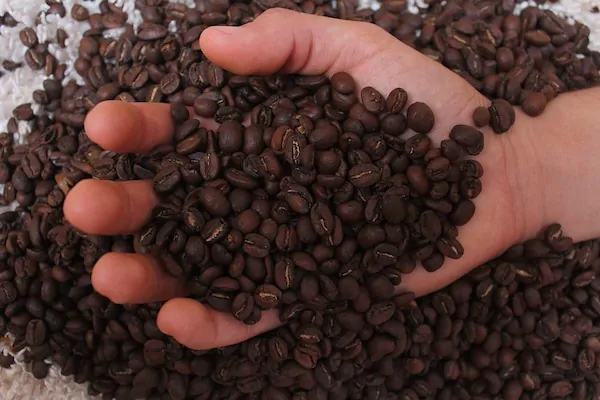 scooping coffee beans using hands - how much do coffee beans weigh 