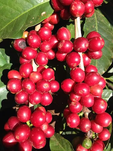 Coffee cherries on a plant.