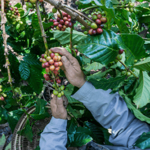 A person holding coffee beans on a coffee plant.
