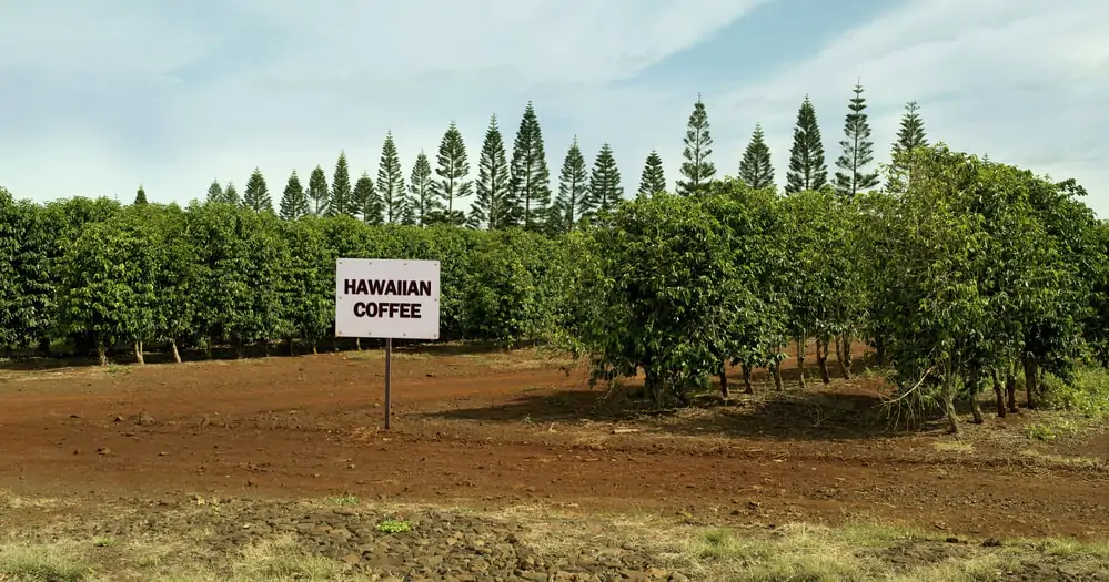 Kona coffee plantation in Hawaii.
