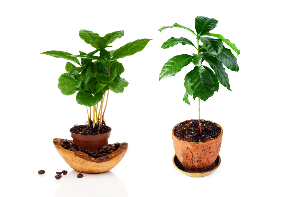 Best soil for coffee plants