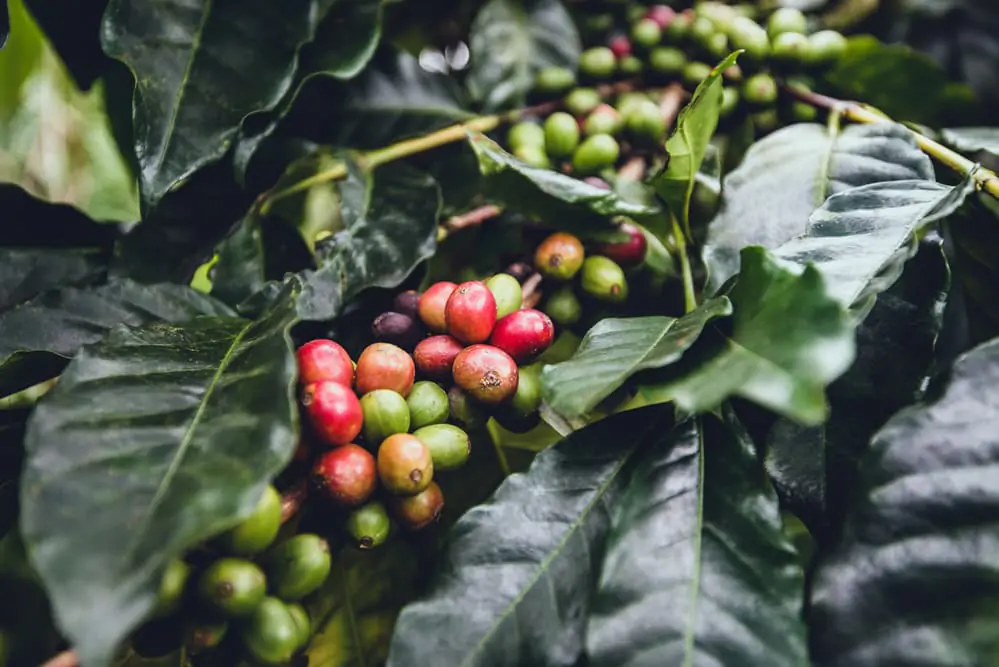 Where Does Coffee Grow Best?