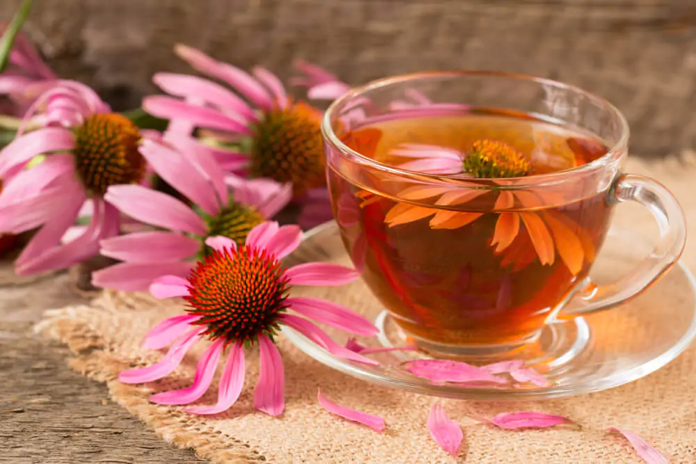 best tea to drink when sick - cup of echinacea tea on old wooden table