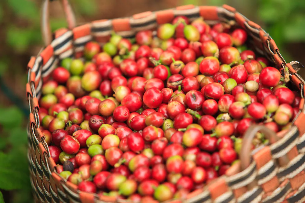 Coffee cherries in a basket