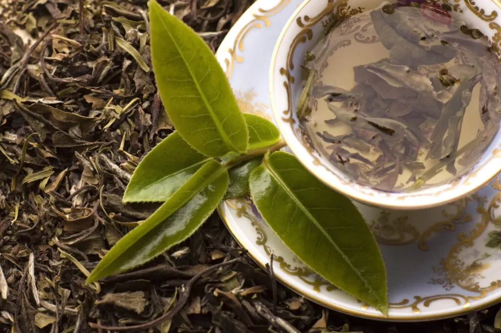 fresh and dried tea leaves