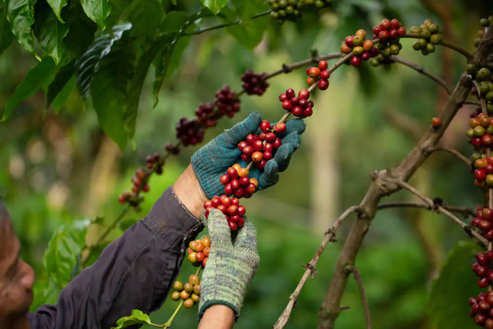 Where does coffee beans grow - Main