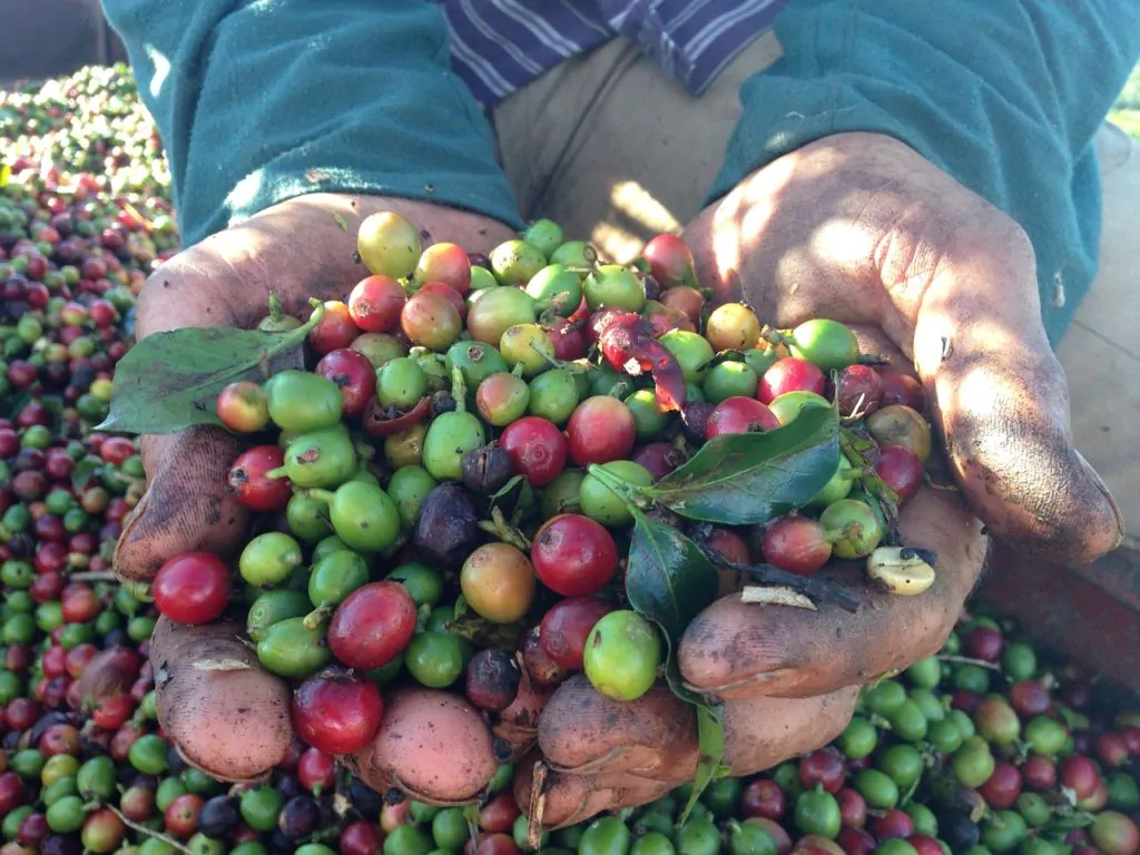 coffee cherries harvest held by two hands