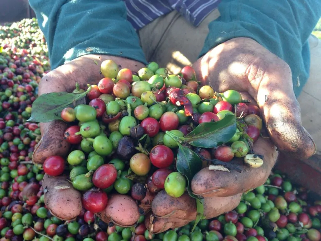 How coffee is harvested