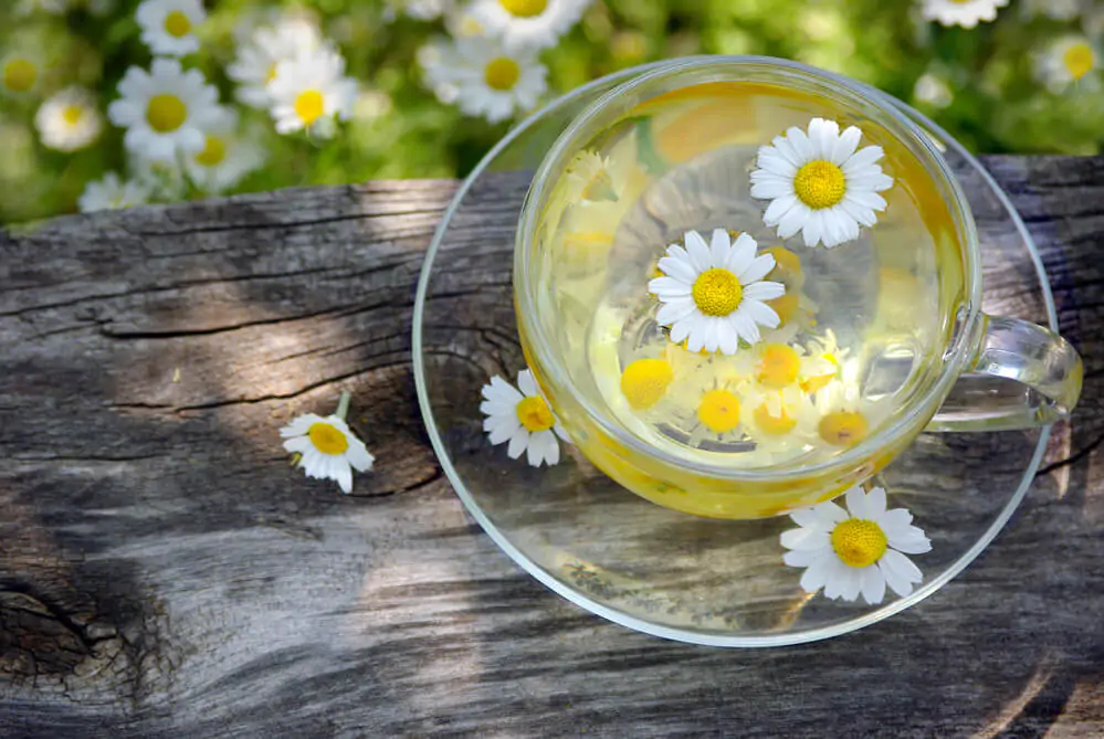 a cup of chamomile tea outdoor