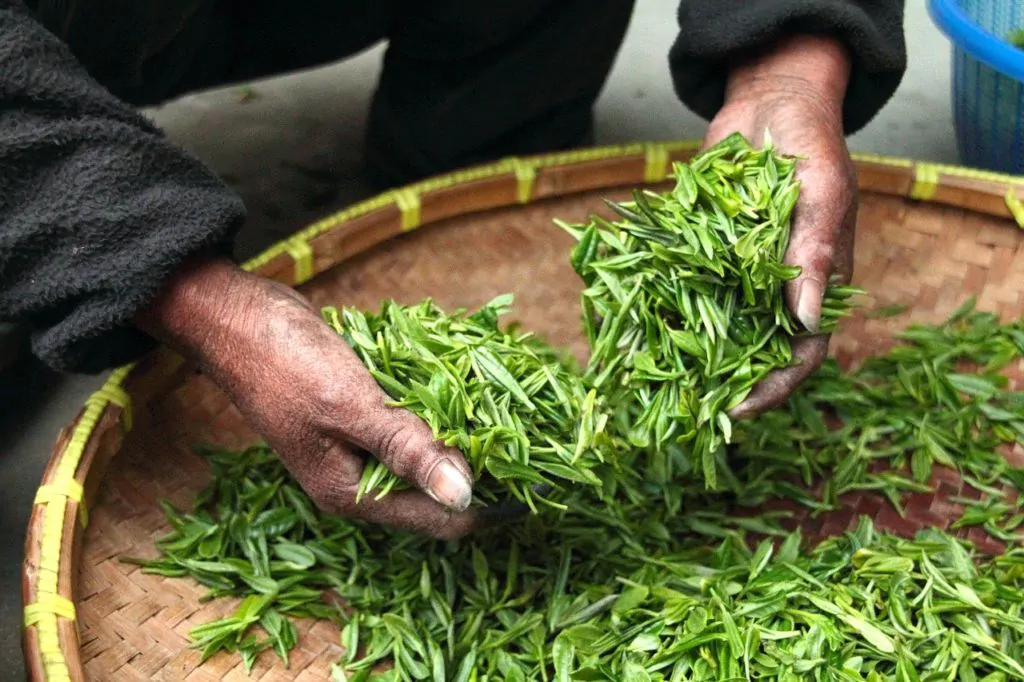holding tea leaves on a round basket