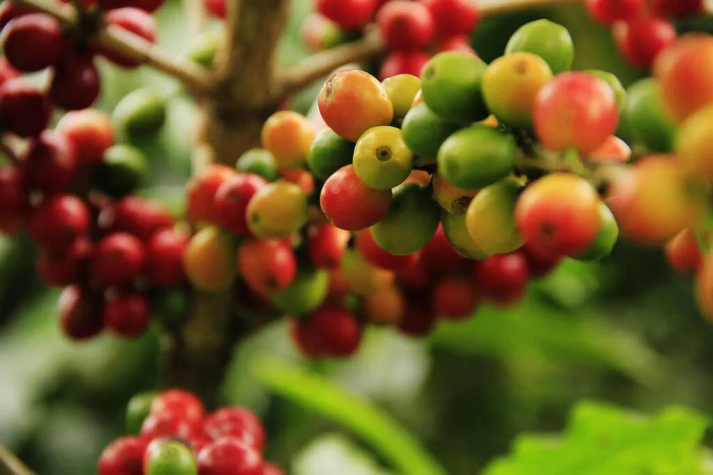coffee cherries from a coffee plantation