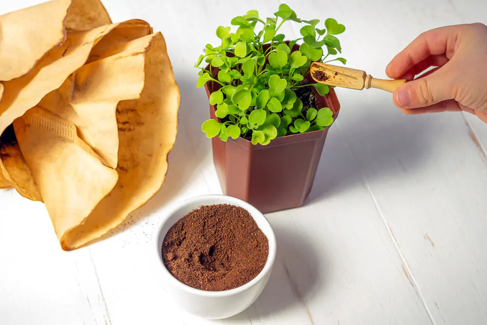 used coffee grounds added as fertilizer to a potted plant