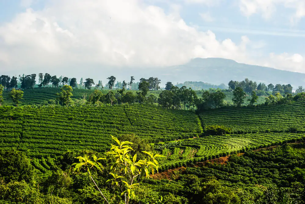 Why does it matter where the coffee is grown?