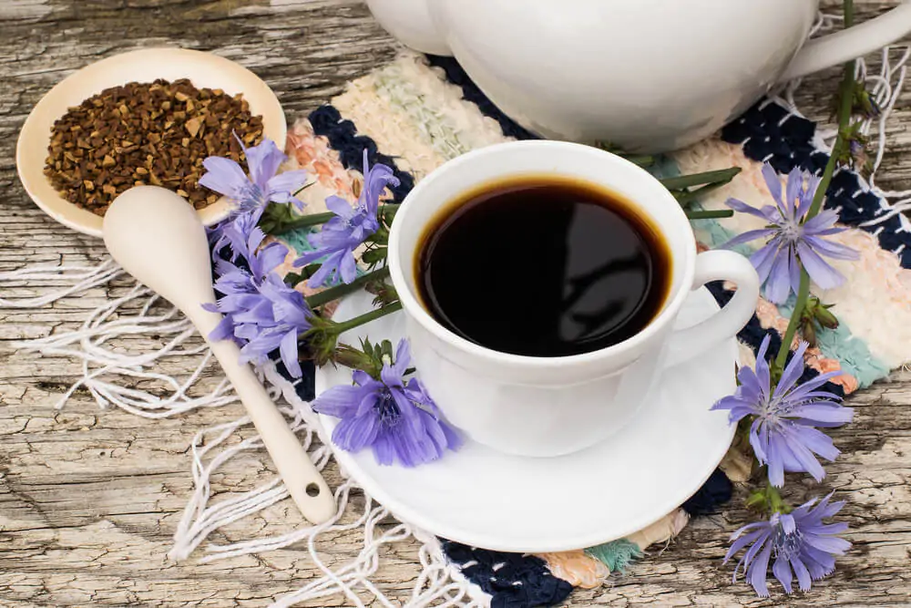 coffee vs. chicory: a cup of chicory in a saucer with chicory flowers and ground roots in the table