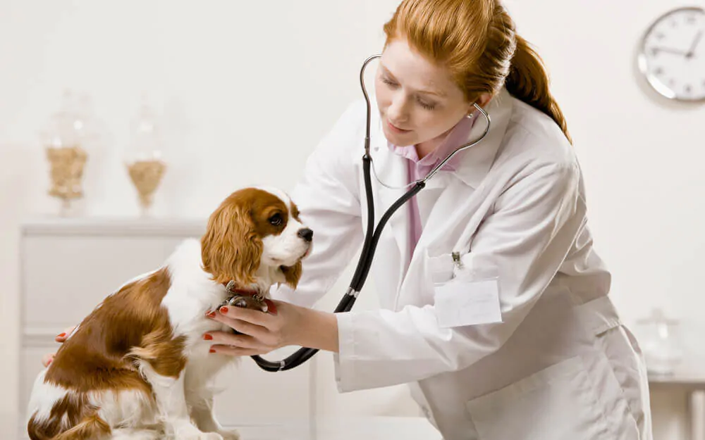 A veterinarian checking the dog