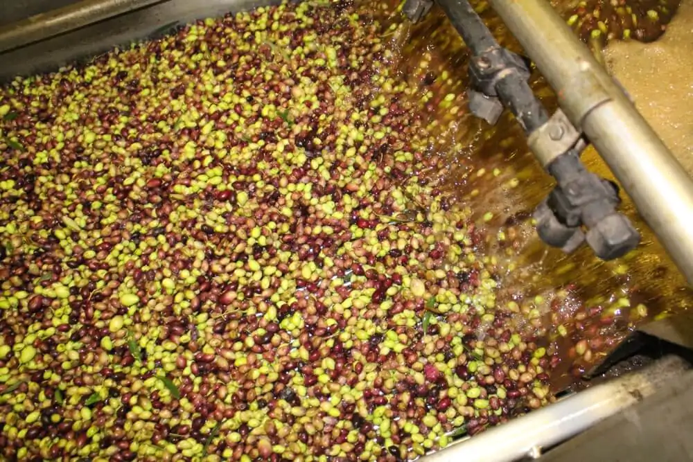 Wet processing of coffee cherries
