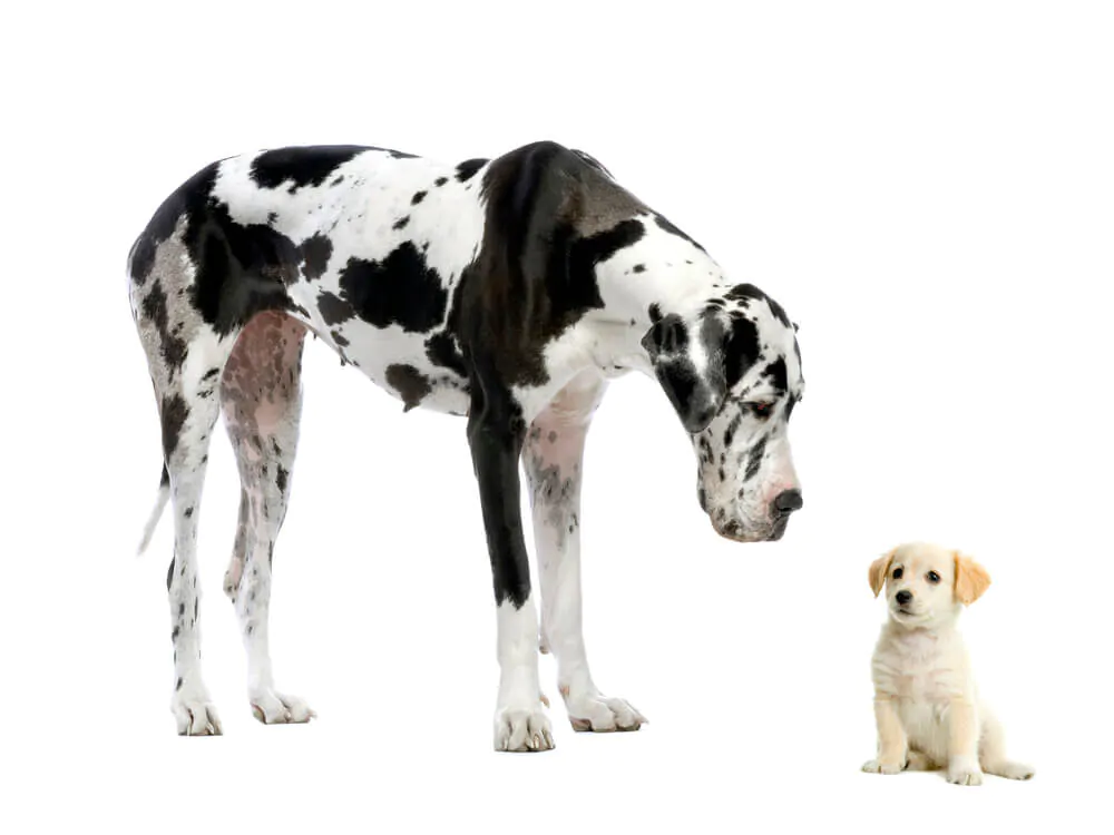 A big and small dog