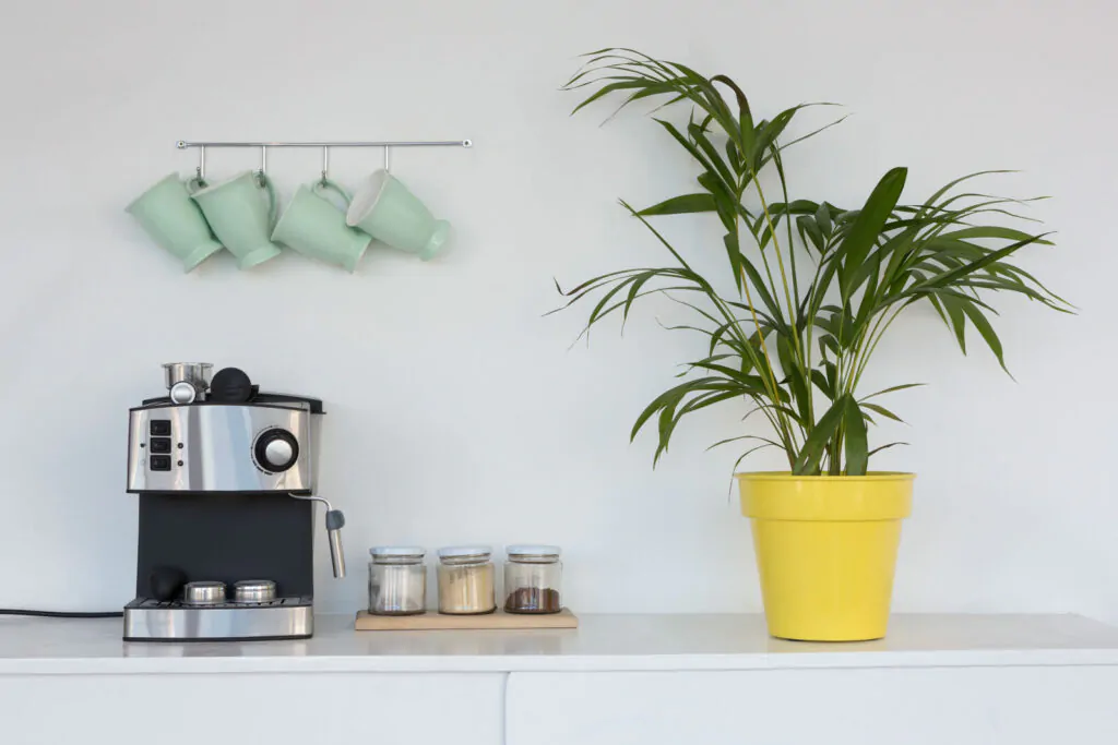 hanging coffee mugs, a plant, and a coffee maker