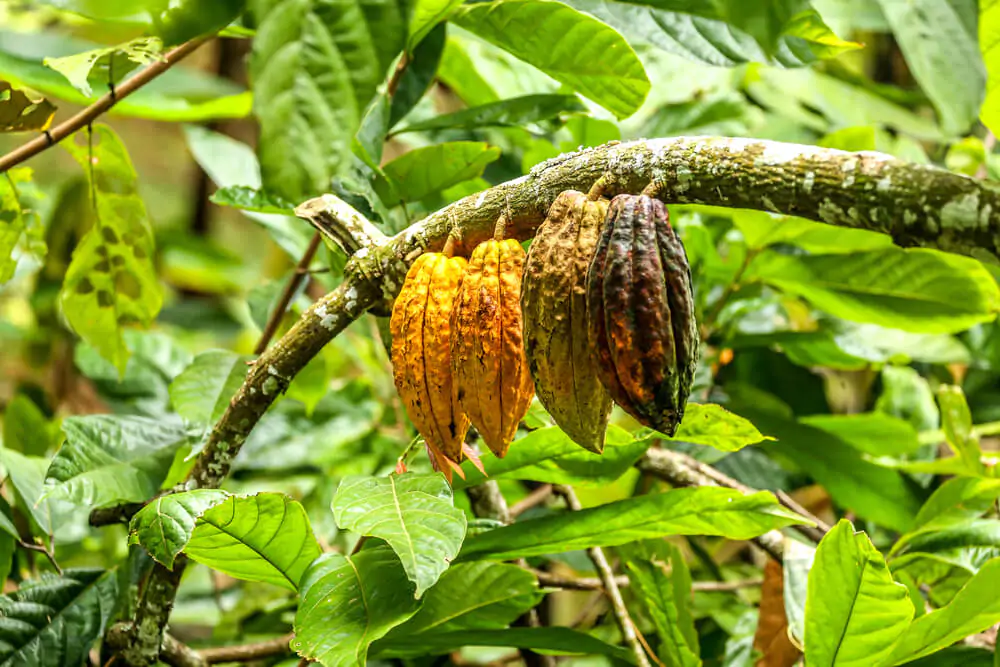 Cacao tree with three cacao pods