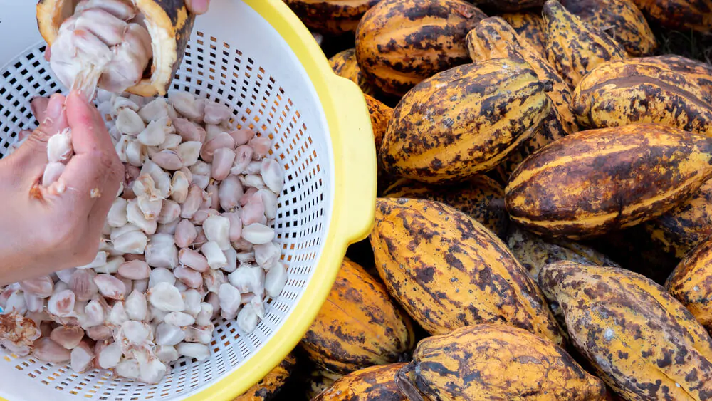 Farmer harvesting cocoa fruit